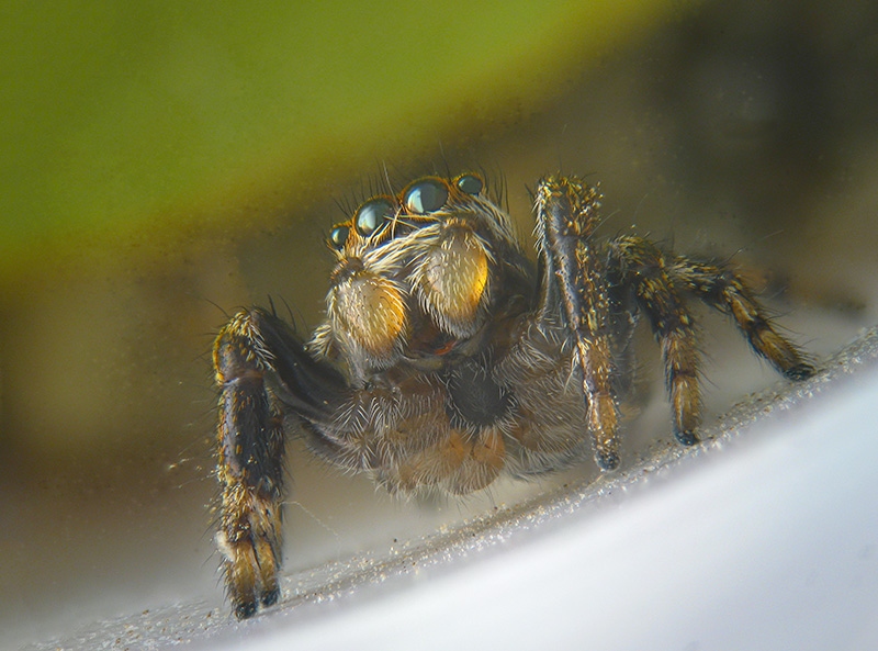 Salticidae: Evarcha arcuata, maschio subadulto